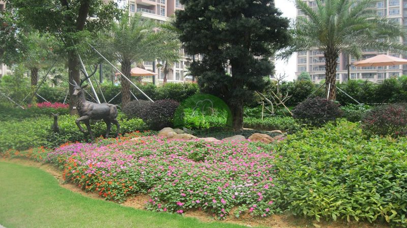 写字楼绿植租赁：如何选择靠谱的供应商