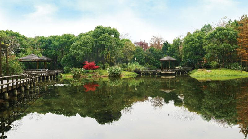 反季节苗木种植，时间节点比技术更关键