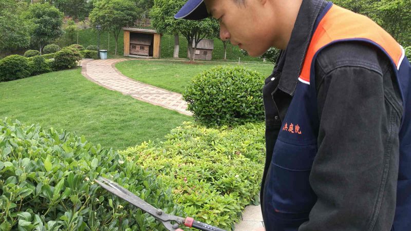成都写字楼绿植租批发的秘密：如何选择合适的绿植？**