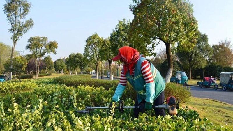 市政园林苗木招标报价：如何精准把握关键要素**