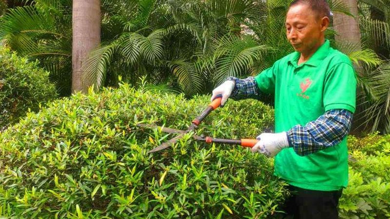 垂直绿化养护标准