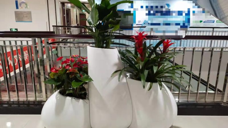扦插：植物繁殖的绿色通道