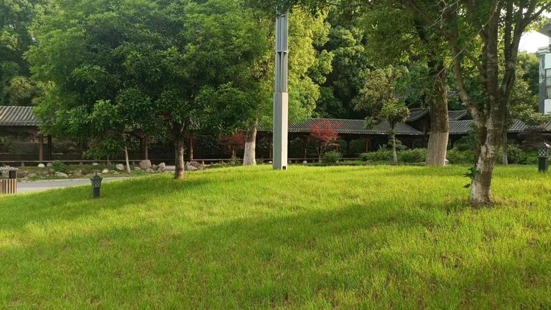 庭院观赏苗木价格之谜：揭秘影响因素与选购要点
